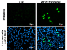 Anti-ZNF703 antibody [GT264] used in Immunocytochemistry/ Immunofluorescence (ICC/IF). GTX628896
