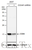 Anti-COX4 antibody [GT854] used in Western Blot (WB). GTX628901