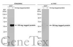 Anti-HA tag antibody [GT4810] used in Western Blot (WB). GTX628902