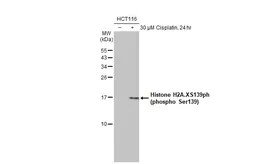 Anti-Histone H2A.XS139ph (phospho Ser139) antibody [GT1021] used in Western Blot (WB). GTX628996
