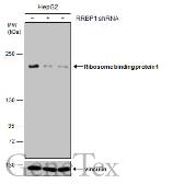 Anti-Ribosome binding protein 1 antibody [GT1611] used in Western Blot (WB). GTX628997