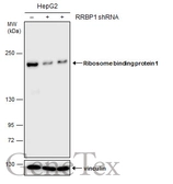 Anti-Ribosome binding protein 1 antibody [GT5610] used in Western Blot (WB). GTX628998