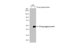 Anti-V5 tag antibody [GT1449] used in Western Blot (WB). GTX629069
