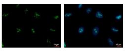 Anti-PAF49 antibody [GT7212] used in Immunocytochemistry/ Immunofluorescence (ICC/IF). GTX629075