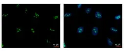 Anti-PAF49 antibody [GT7212] used in Immunocytochemistry/ Immunofluorescence (ICC/IF). GTX629075