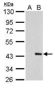 Anti-PSRC1 antibody [GT982] used in Western Blot (WB). GTX629077
