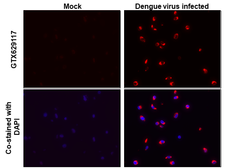 Anti-Dengue virus Envelope protein antibody [GT643] used in IHC-P (cell pellet) (IHC-P (cell pellet)). GTX629117