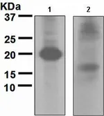 Anti-ATG12 antibody [EPR4800], C-term used in Western Blot (WB). GTX62935