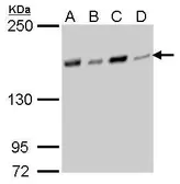 Anti-NFKBIL2 antibody [GT377] used in Western Blot (WB). GTX629395