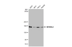 Anti-NFKBIL2 antibody [GT648] used in Western Blot (WB). GTX629396