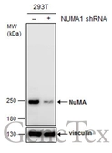 Anti-NuMA antibody [GT3611] used in Western Blot (WB). GTX629397
