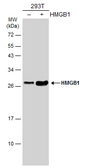 Anti-HMGB1 antibody [GT412] used in Western Blot (WB). GTX629400