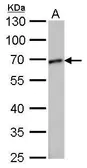 Anti-GCP4 antibody [GT812] used in Western Blot (WB). GTX629401