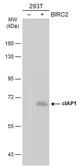 Anti-cIAP1 antibody [GT422] used in Western Blot (WB). GTX629402