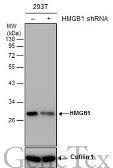 Anti-HMGB1 antibody [GT349] used in Western Blot (WB). GTX629403