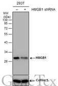 Anti-HMGB1 antibody [GT349] used in Western Blot (WB). GTX629403