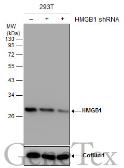 Anti-HMGB1 antibody [GT427] used in Western Blot (WB). GTX629445