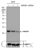 Anti-HMGB1 antibody [GT427] used in Western Blot (WB). GTX629445
