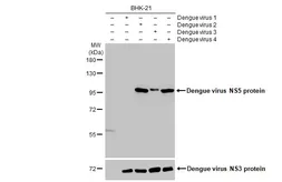 Anti-Dengue virus NS5 protein antibody [GT361] used in Western Blot (WB). GTX629447