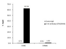 Anti-5-Methylcytosine / 5-mC antibody [GT4111] used in Methylated DNA Immunoprecipitation (MeDIP). GTX629448