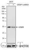 Anti-CFDP1 antibody [GT9612] used in Western Blot (WB). GTX629476