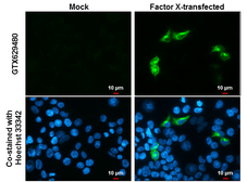 Anti-Factor X antibody [GT268] used in Immunocytochemistry/ Immunofluorescence (ICC/IF). GTX629480