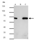 Anti-HA tag antibody [GT134] used in Immunoprecipitation (IP). GTX629540