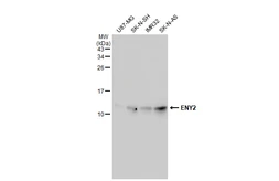 Anti-ENY2 antibody [GT245] used in Western Blot (WB). GTX629542