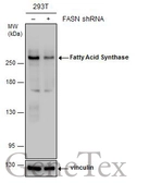Anti-Fatty Acid Synthase antibody [GT325] used in Western Blot (WB). GTX629629
