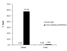 Anti-5-Hydroxymethylcytosine / 5-hmC antibody [GT513] used in Methylated DNA Immunoprecipitation (MeDIP). GTX629701