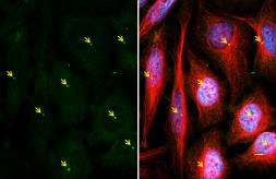 Anti-gamma Tubulin antibody [GT4511] used in Immunocytochemistry/ Immunofluorescence (ICC/IF). GTX629704