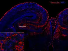 Anti-Vimentin antibody [GT812] used in IHC (Frozen sections) (IHC-Fr). GTX629744