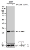 Anti-PGAM1 antibody [GT256] used in Western Blot (WB). GTX629745