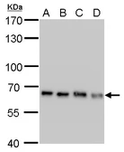 Anti-Nucleoporin p62 antibody [GT252] used in Western Blot (WB). GTX629763