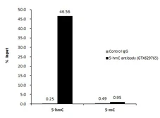 Anti-5-Hydroxymethylcytosine / 5-hmC antibody [GT13612] used in Methylated DNA Immunoprecipitation (MeDIP). GTX629765