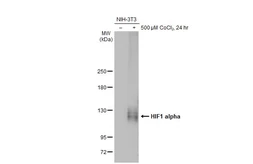 Anti-HIF1 alpha antibody [GT122] used in Western Blot (WB). GTX629766
