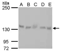 Anti-ARHGEF18 antibody [GT1972] used in Western Blot (WB). GTX629806