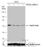 Anti-ATG12 antibody [GT166] used in Western Blot (WB). GTX629815