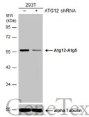 Anti-ATG12 antibody [GT948] used in Western Blot (WB). GTX629816