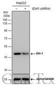 Anti-IDH1 antibody [GT1521] used in Western Blot (WB). GTX629818