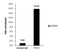 Anti-TET2 antibody [GT649] used in ChIP assay (ChIP assay). GTX629881