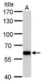 Anti-PUF60 antibody [GT3510] used in Western Blot (WB). GTX629885