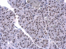 Anti-PUF60 antibody [GT677] used in IHC (Paraffin sections) (IHC-P). GTX629886