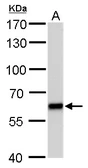 Anti-PUF60 antibody [GT677] used in Western Blot (WB). GTX629886