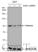 Anti-Calnexin antibody [GT1563] used in Western Blot (WB). GTX629976