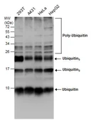 Anti-Ubiquitin antibody [GT7811] used in Western Blot (WB). GTX630148