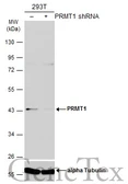 Anti-PRMT1 antibody [GT10111] used in Western Blot (WB). GTX630187