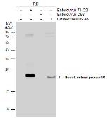 Anti-Enterovirus 71 3C antibody [B3] used in Western Blot (WB). GTX630191