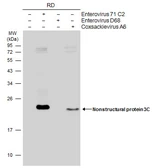 Anti-Enterovirus 71 3C antibody [B3] used in Western Blot (WB). GTX630191