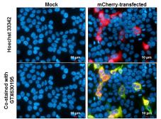 Anti-mCherry antibody [GT844] used in Immunocytochemistry/ Immunofluorescence (ICC/IF). GTX630195